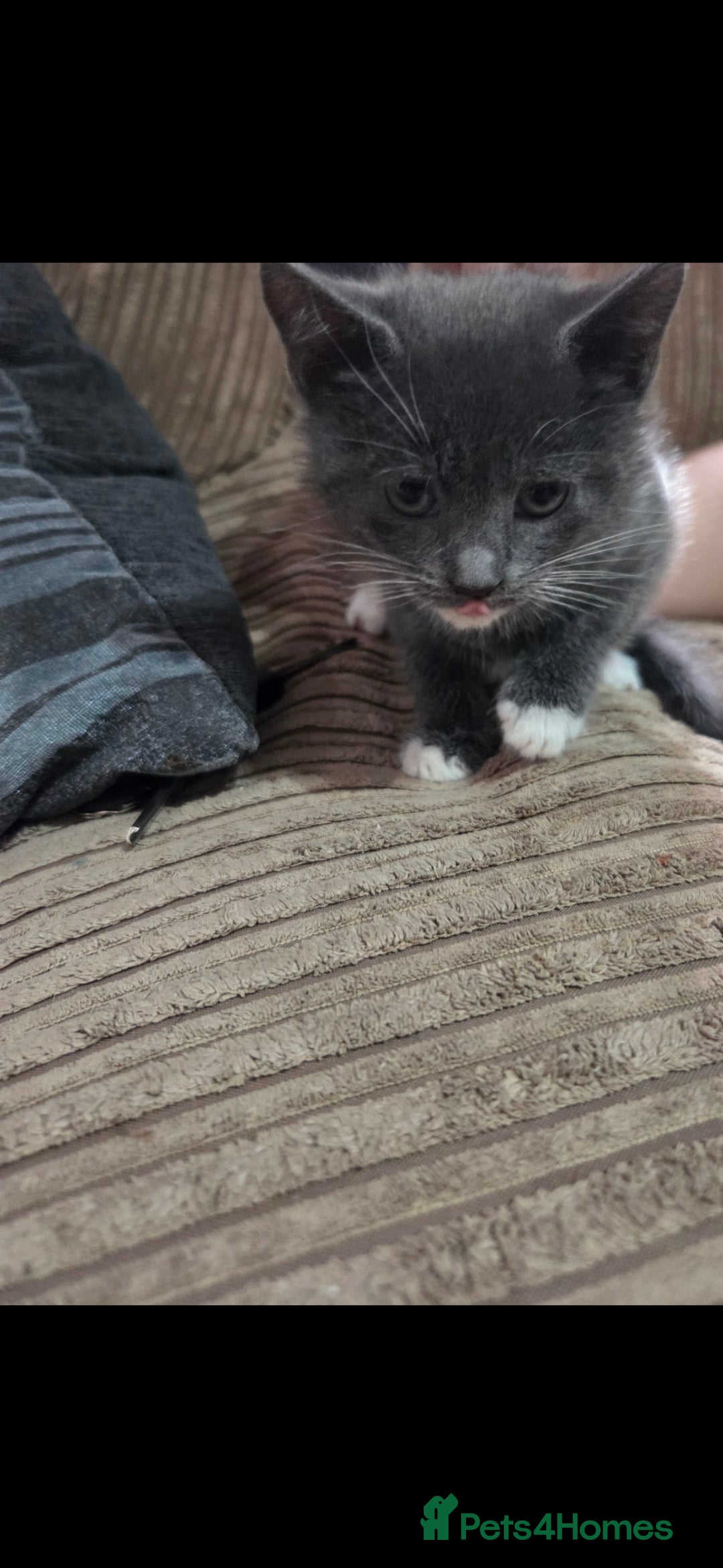 Mixed Breed cats for sale: Kittens ready now  - Image 9