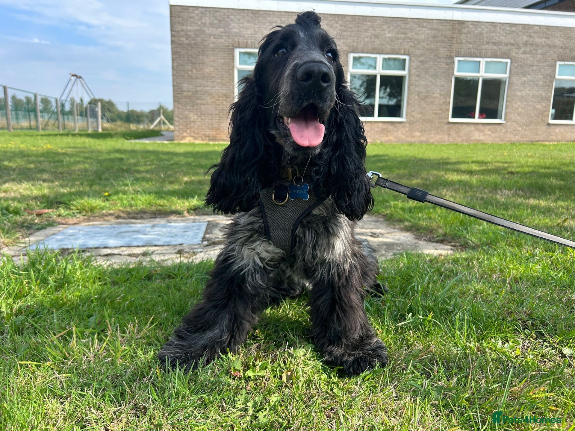 Cocker Spaniel dogs 2 Year old Male Cocker Spaniel - Advert 1