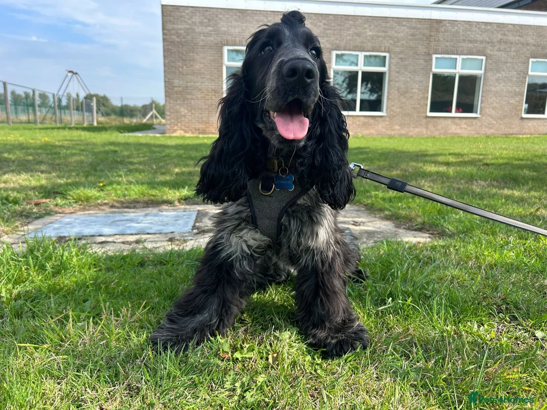 Cocker Spaniel dogs for sale: 2 Year old Male Cocker Spaniel - Advert 1