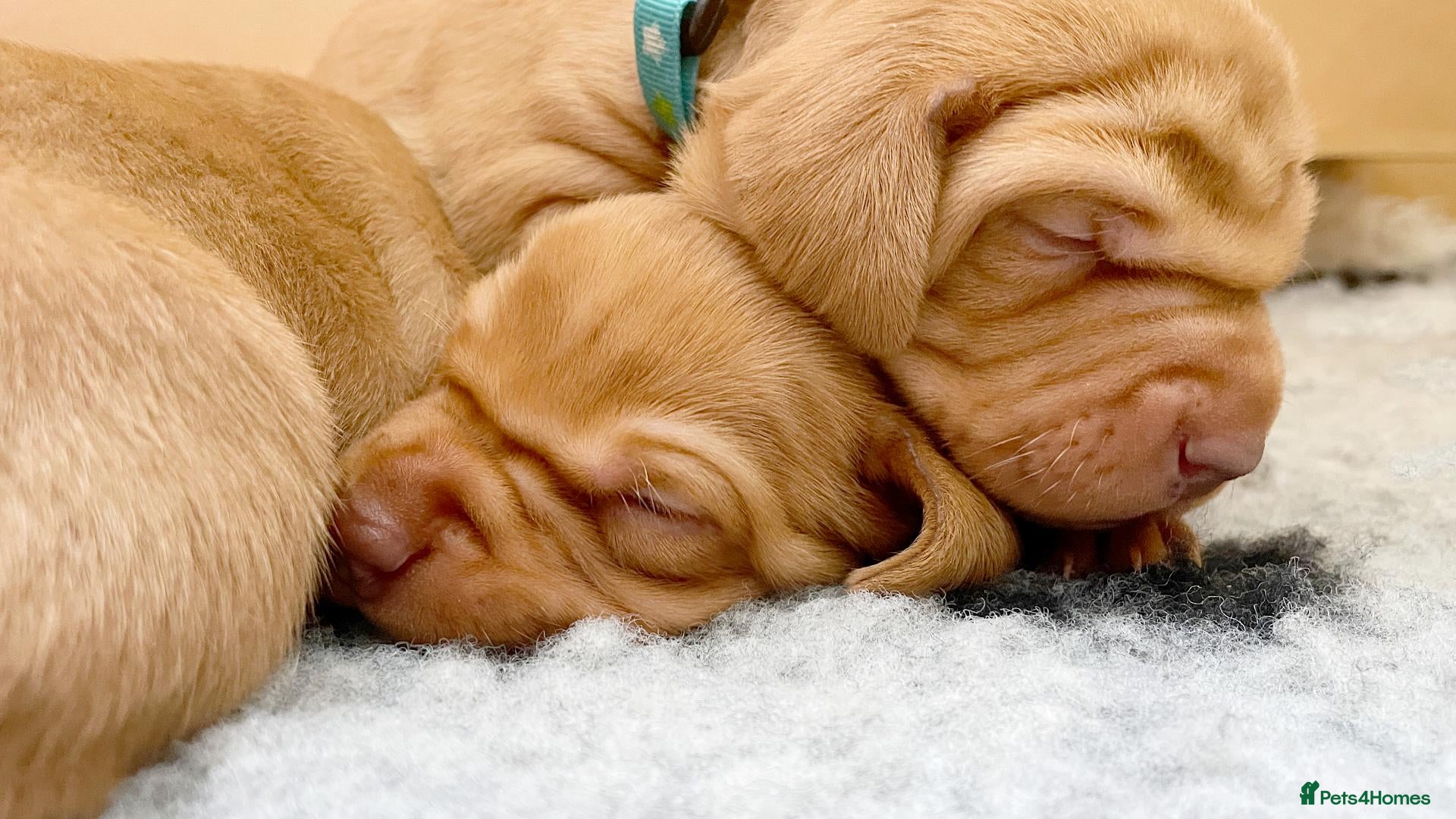Hungarian Vizsla dogs HUNGARIAN VIZSLA PEDIGREE PUPS • ALFORD SCOTLAND - Advert 18
