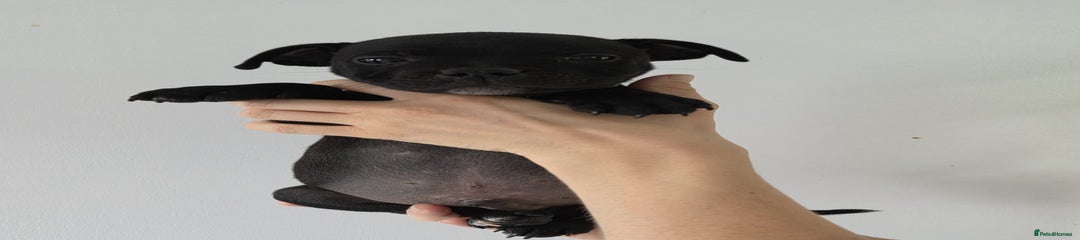 BLACK MALE 1