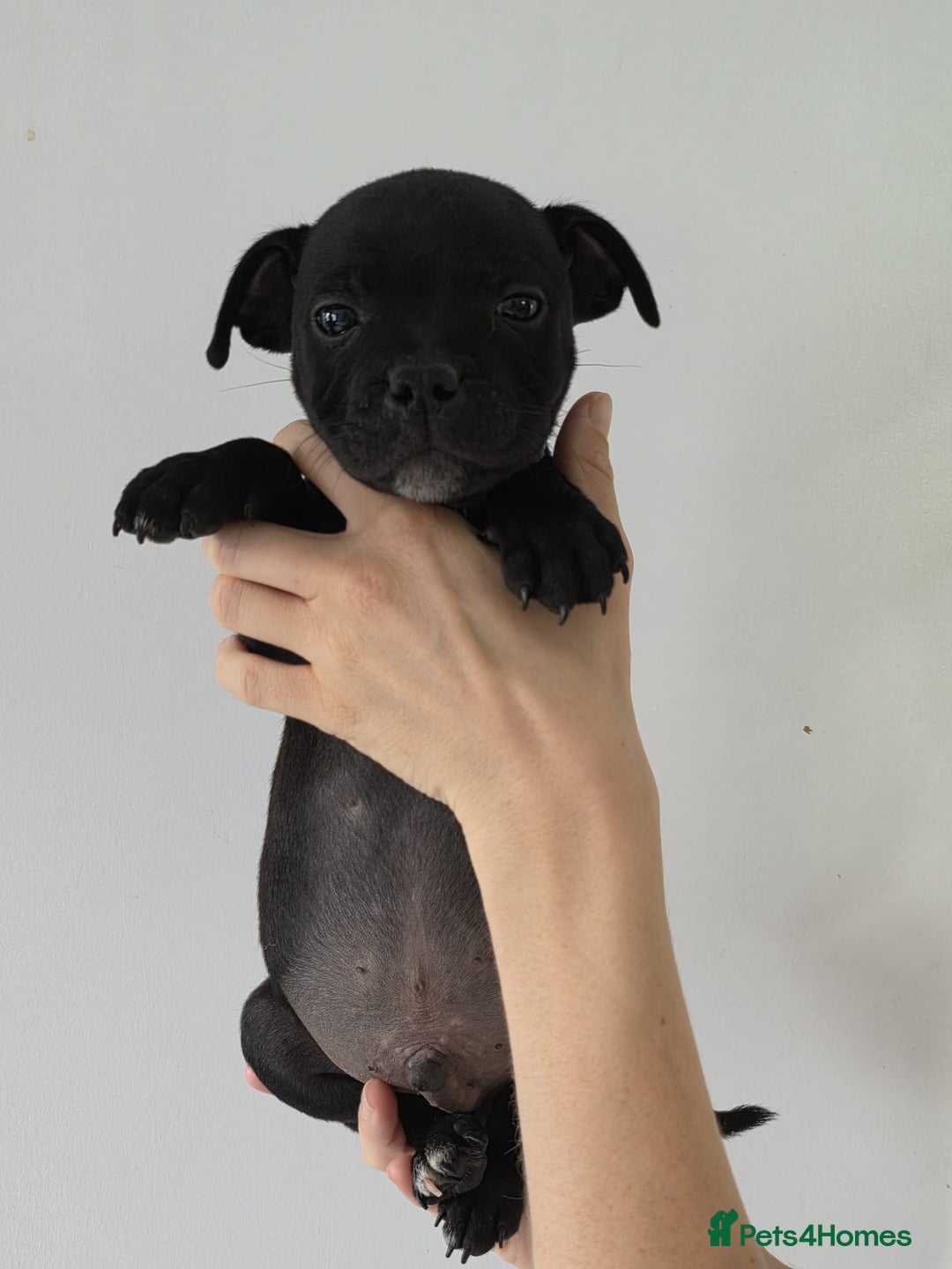 Staffordshire Bull Terrier dogs for sale: 9 Beautiful Black & Blue pups  - Image 1