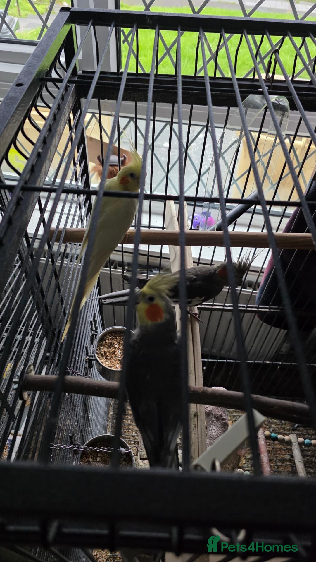 Cockatiels birds 2 budgies 3 cocktails  - Advert 1