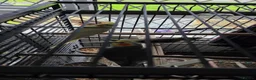 Cockatiels birds for sale: 2 budgies 3 cocktails  in Bolton - Advert 1