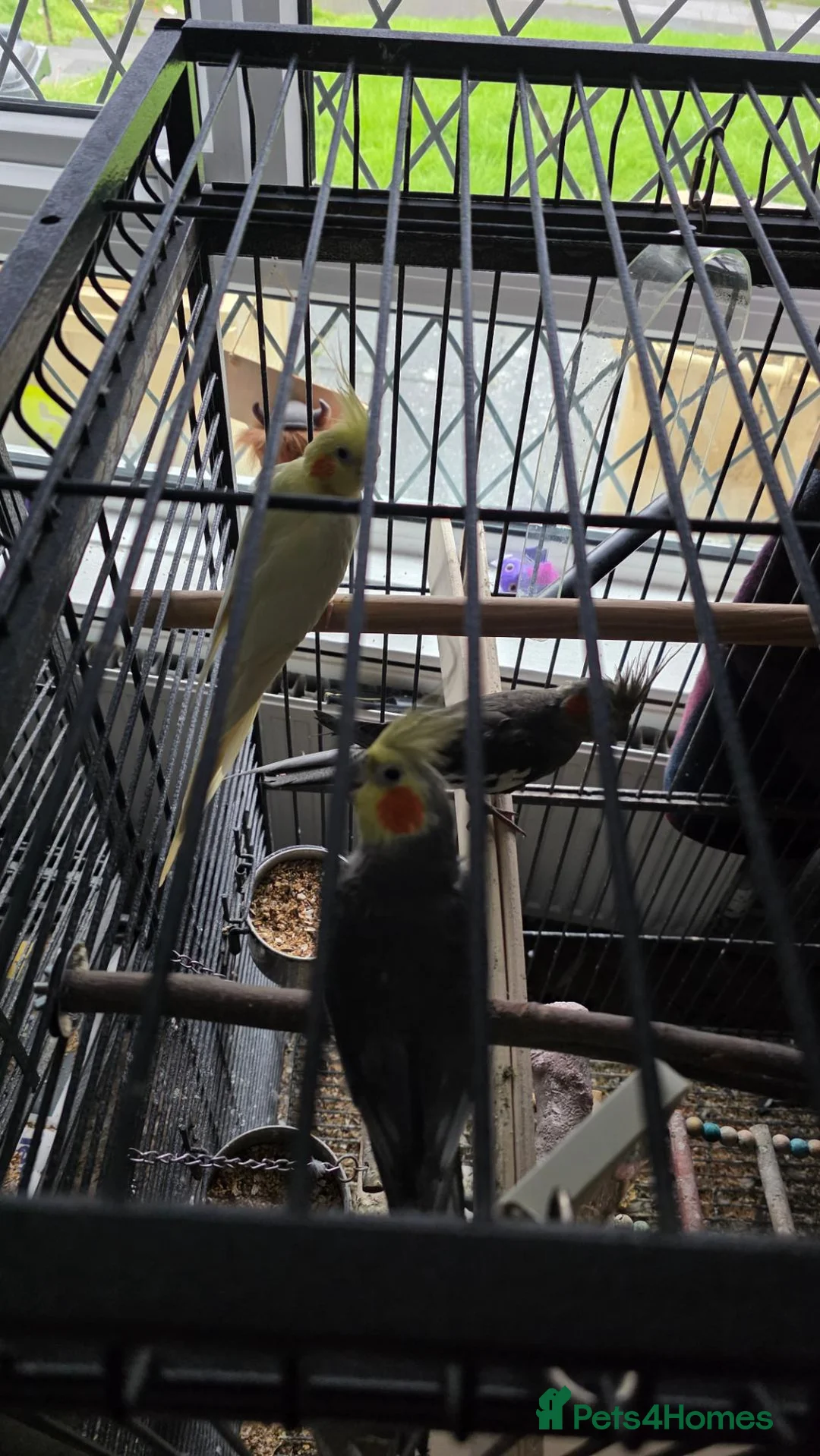 Cockatiels birds for sale: 2 budgies 3 cocktails  in Bolton - Advert 1