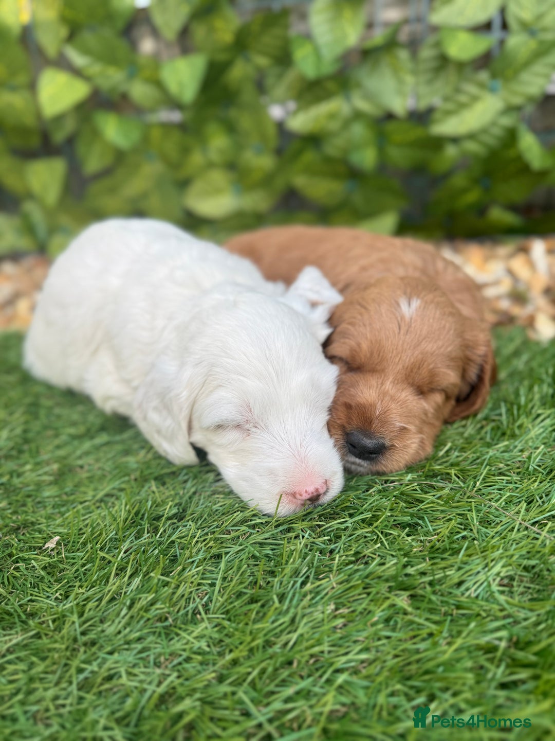 Australian Labradoodle dogs for sale: Pure Multigen Australian Labradoodle Puppies - Image 18