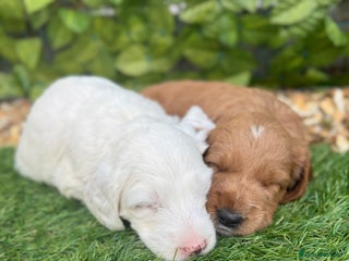 Australian Labradoodle dogs - Advert 1