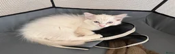 Ragdoll cats for sale: 🐾 Reluctantly Looking for Loving Forever Homes 🐾 in Axminster - Advert 11