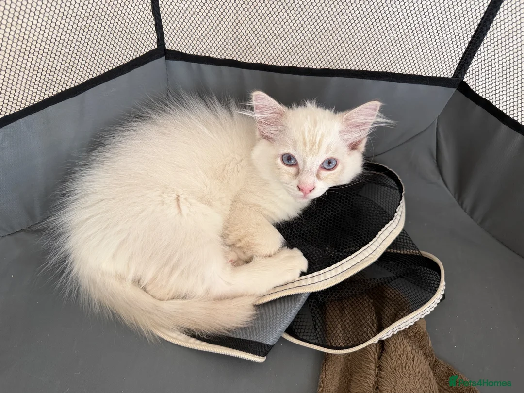 Ragdoll cats for sale: 🐾 Reluctantly Looking for Loving Forever Homes 🐾 in Axminster - Advert 11
