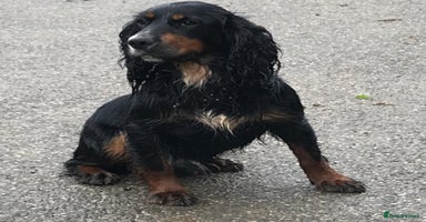 Cocker Spaniel dogs - Advert 3