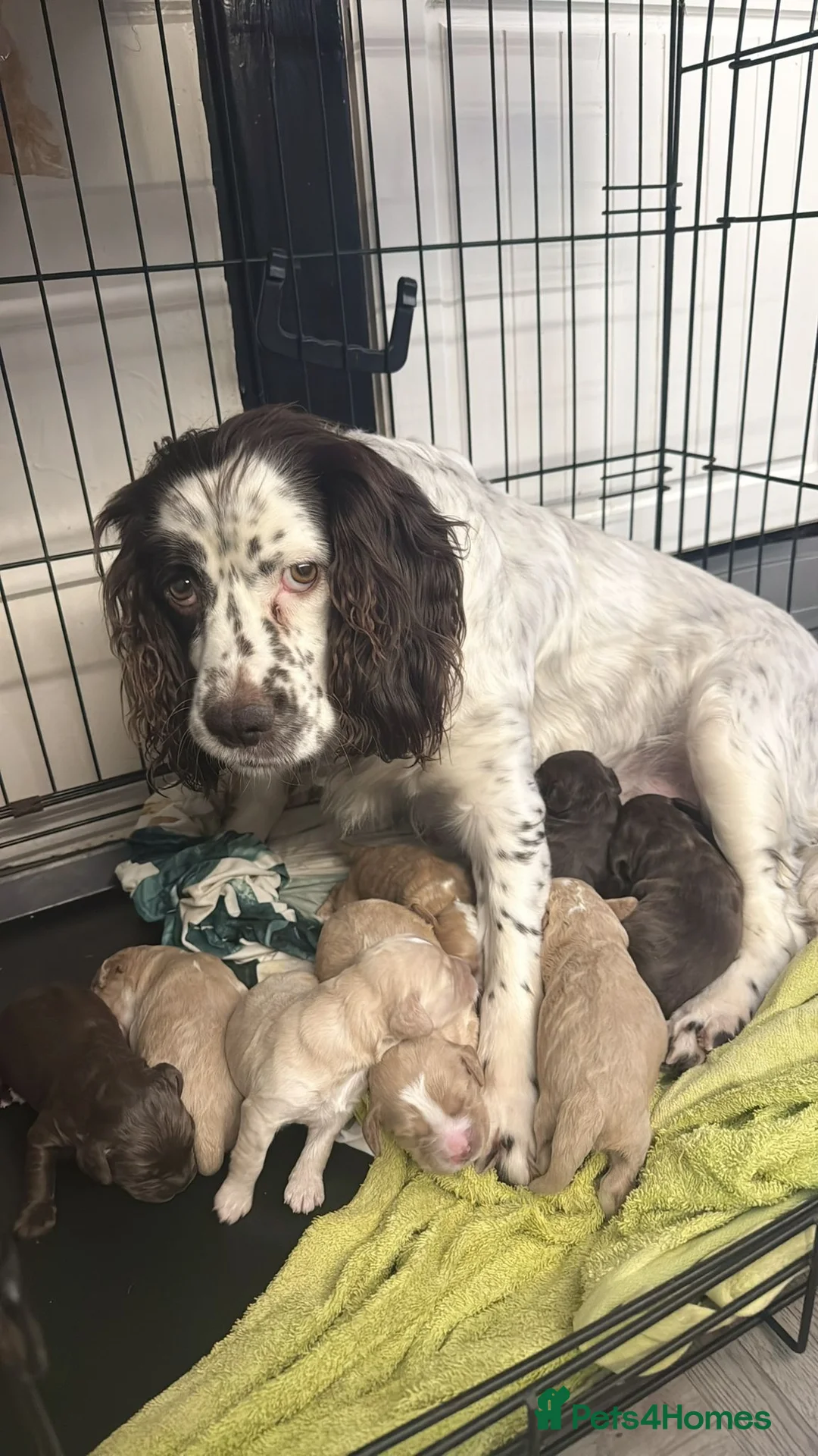 Cockapoo dogs for sale: Cockapoos genuine first cross - Advert 2