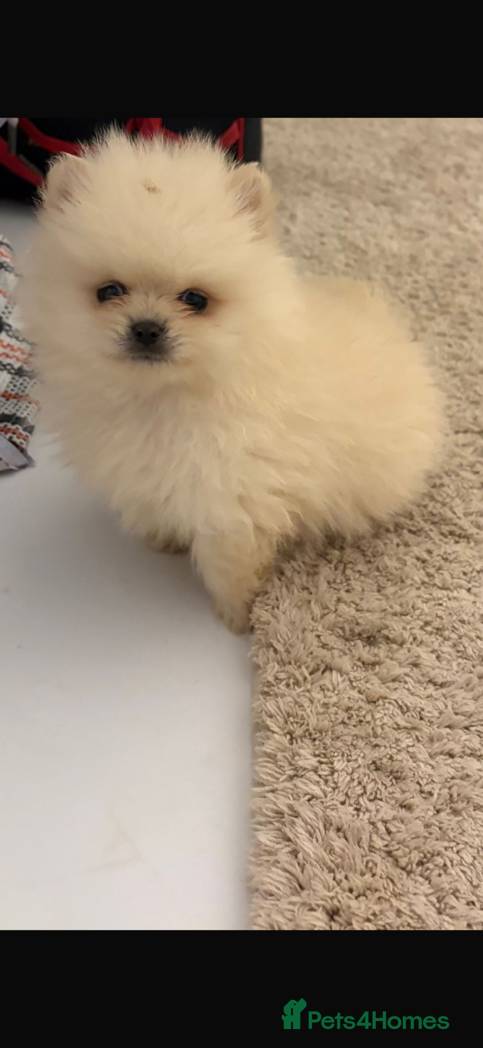 Pomeranian dogs Pomeranian puppies ready to leave - Advert 5