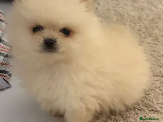 Pomeranian dogs Pomeranian puppies ready to leave - Advert 5