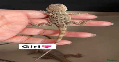 Bearded Dragon reptiles - Advert 11