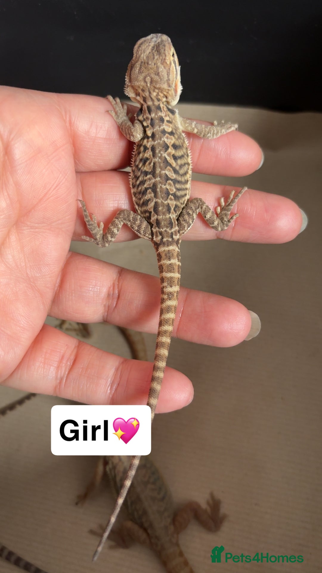 Bearded Dragon reptiles for sale: Baby bearded dragons  - Image 3