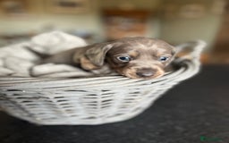 Miniature Dachshund dogs for sale: Beautiful miniature dachshund puppies for sale.  - Image 10