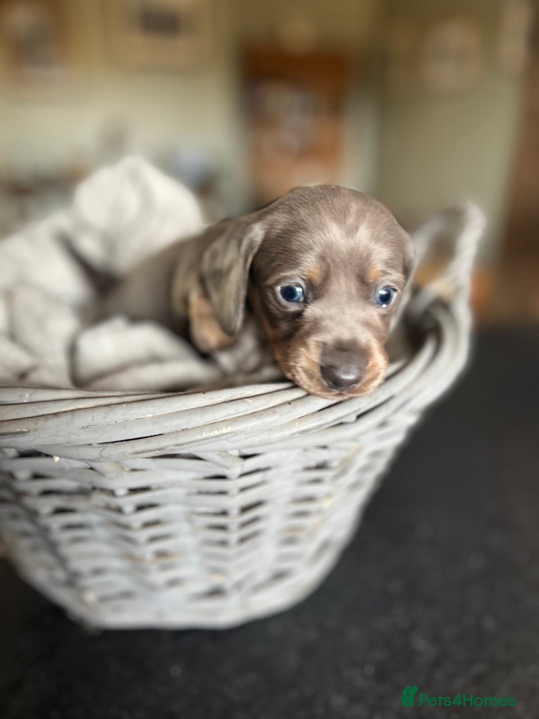Miniature Dachshund dogs for sale: Beautiful miniature dachshund puppies for sale.  - Image 10