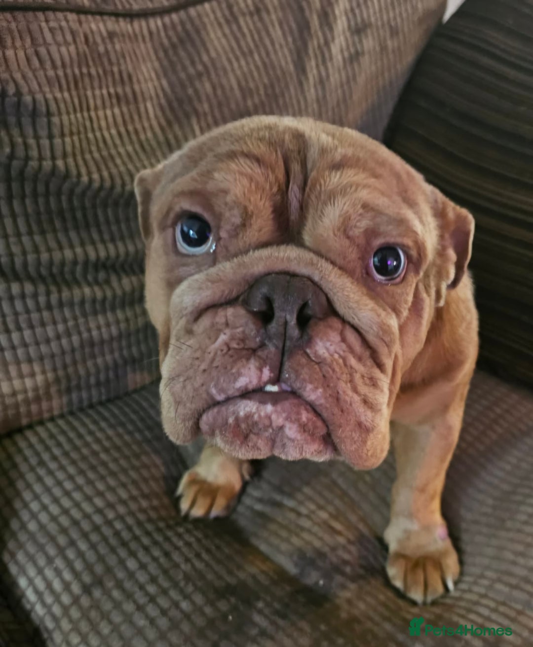 English Bulldog dogs for sale: Female English bulldog  - Advert 4