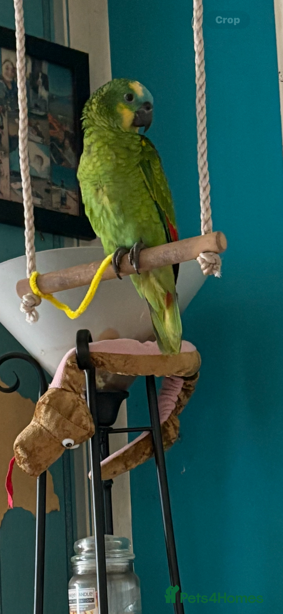 Parrots birds for sale: Beautiful blue front Amazon  - Advert 12