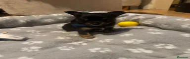 Chihuahua 4