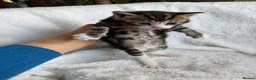 British Shorthair cats for sale: Adorable Marble markings Kittens - Advert 19