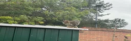 Bengal cats for sale: Stunning Bengal cat  in Birmingham - Advert 2