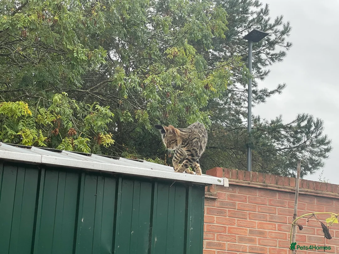 Bengal cats for sale: Stunning Bengal cat  in Birmingham - Advert 2