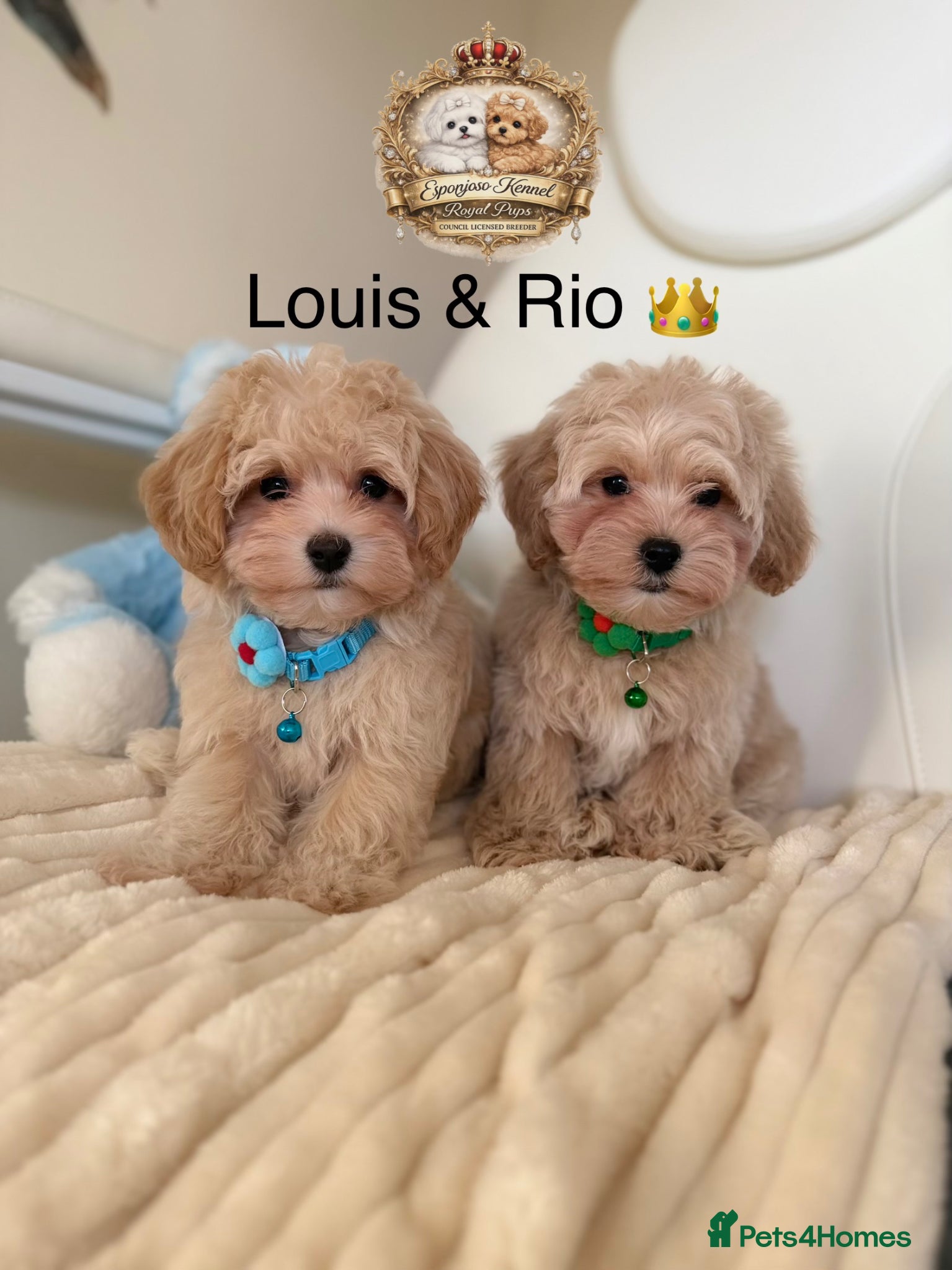 Maltipoo dogs ✨Exquisite F1 tiny Asian maltipoo Champion blood✨ - Advert 1