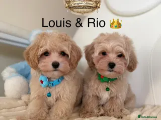 Maltipoo dogs ✨Exquisite F1 tiny Asian maltipoo Champion blood✨ - Advert 1