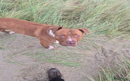 Mixed Breed dogs for sale: American Staffy  - Image 3