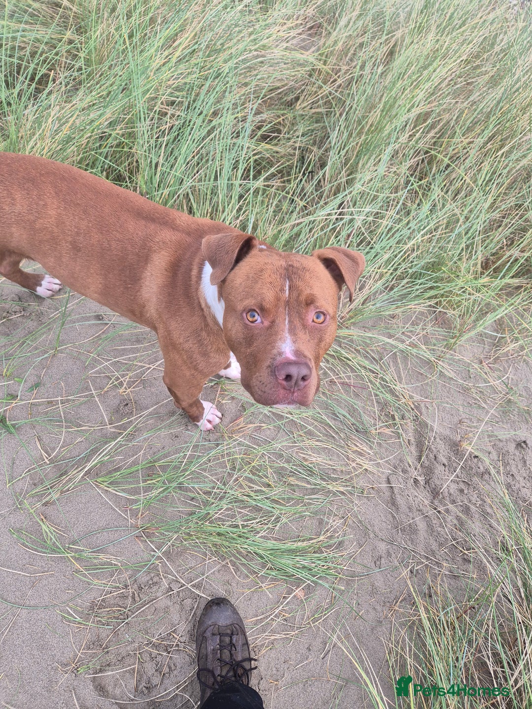 Mixed Breed dogs for sale: American Staffy  - Image 3