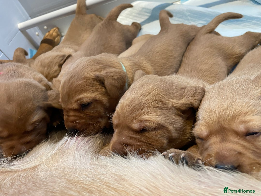 Labrador Retriever dogs for sale: Beautiful KC Registered Fox Red Pups - Advert 3