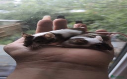Mouse rodents for sale: Fancy mouse waiting list in Milton Keynes - Image 17