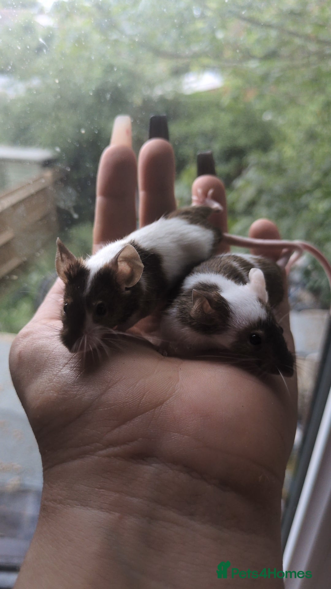 Mouse rodents for sale: Fancy mouse waiting list in Milton Keynes - Image 17