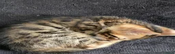 Bengal cats for sale: Bengal kittens  - Advert 10