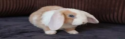 Mini Lop rabbits for sale: Gorgeous Mini Plush Lop Boy – Ready Now! 🐰✨ - Advert 3