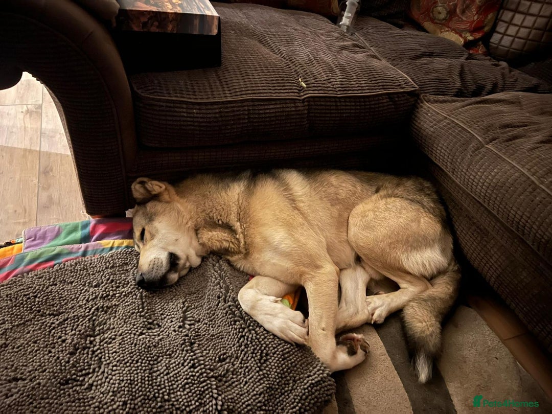Mixed Breed dogs for sale: 🐾 Armenian Shepherd Security Dog - Meet Mango 🐾 - Image 6