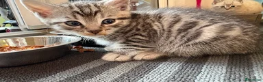 Bengal Kitten 2