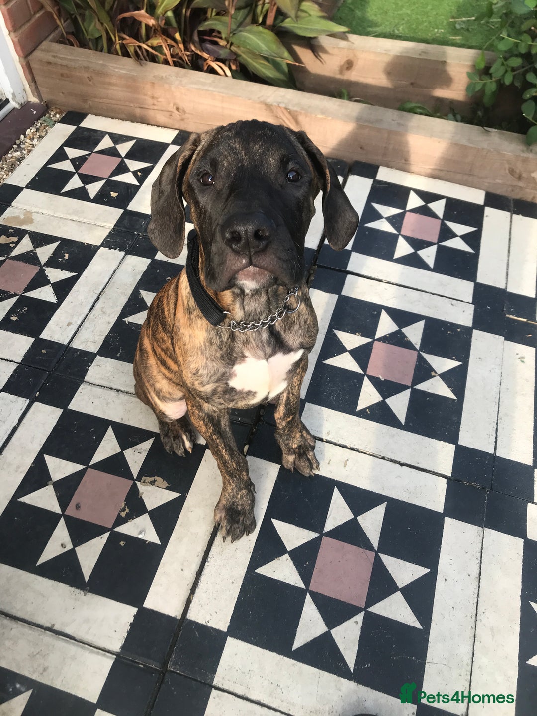 Presa Canario dogs for sale: Presa Canario Puppy - Image 1