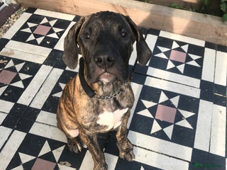 Presa Canario dogs - Advert 27