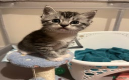 Mixed Breed cats for sale: Ragdoll x Bengal x Mau Kitten - Image 10