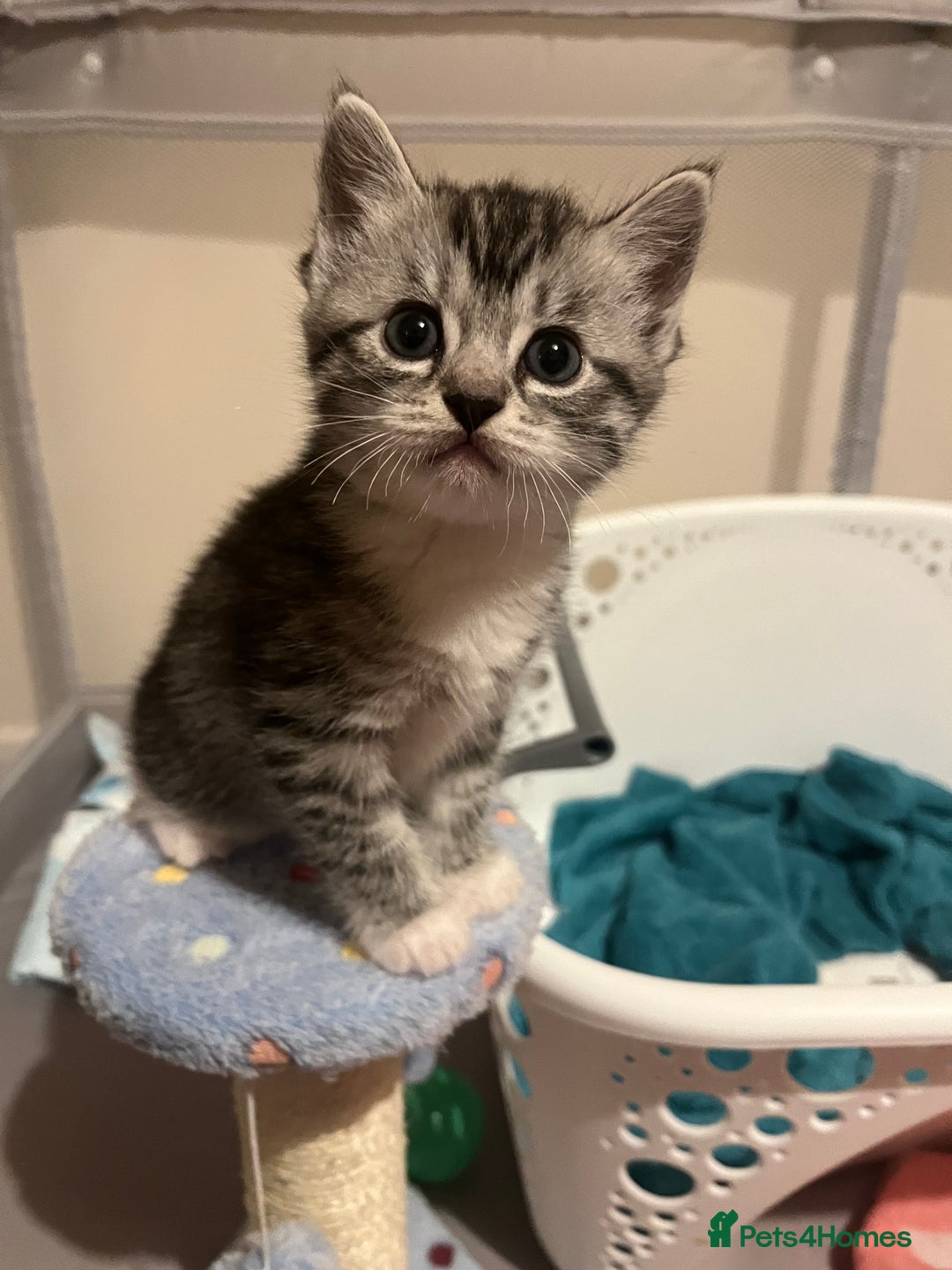 Mixed Breed cats for sale: Ragdoll x Bengal x Mau Kitten - Image 10