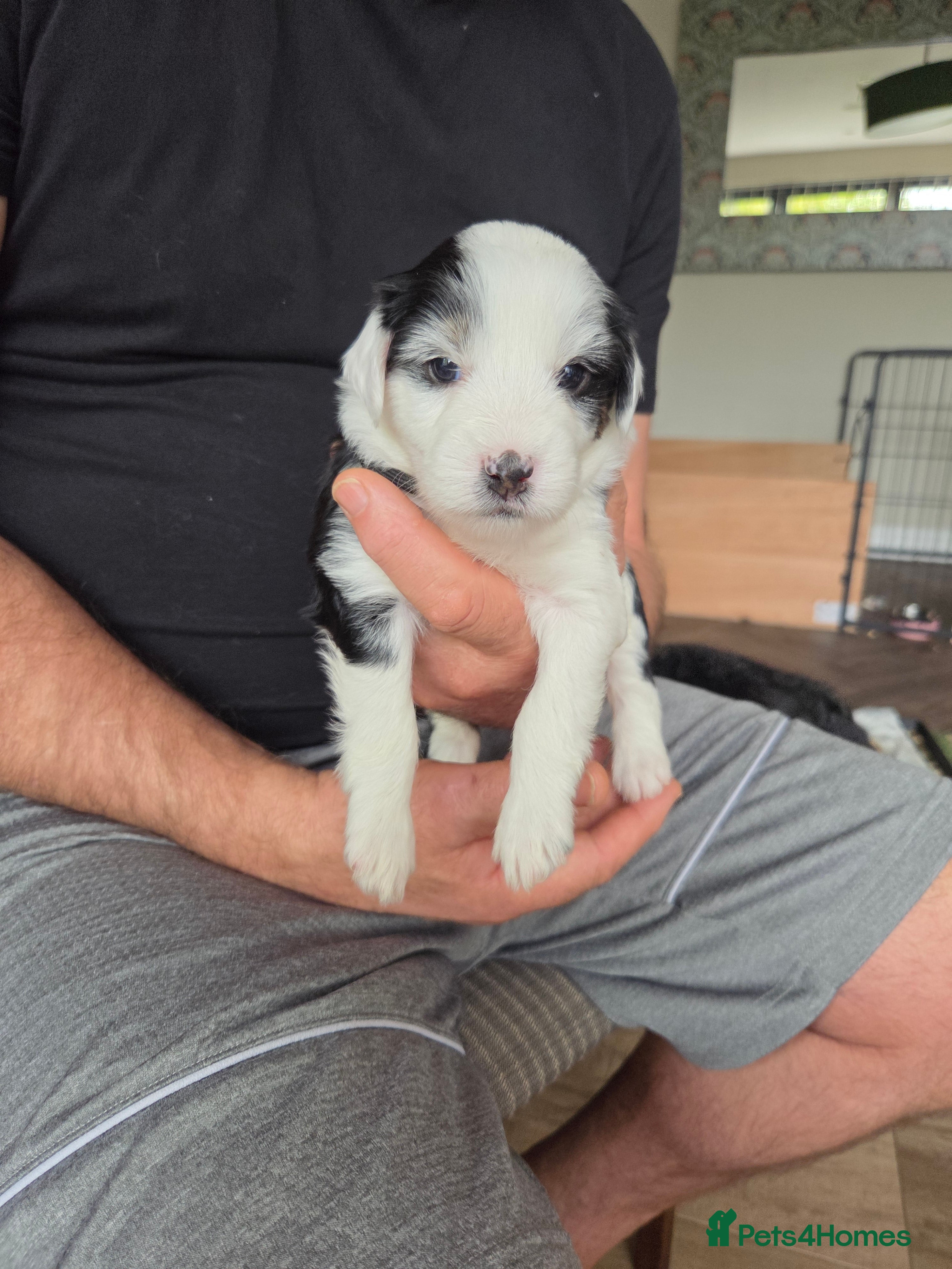 Tibetan Terrier dogs 7 tibetan terrier puppies.  - Advert 2