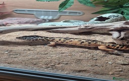 Leopard Gecko reptiles for sale: Female leopard gecko with complete setup - Image 1