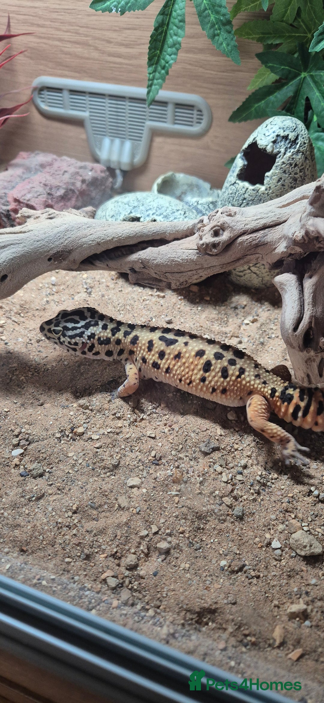 Leopard Gecko reptiles for sale: Female leopard gecko with complete setup - Image 1