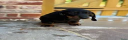 Dachshund dogs for sale: Beautiful KC reg, standard dachshund puppies  - Advert 6