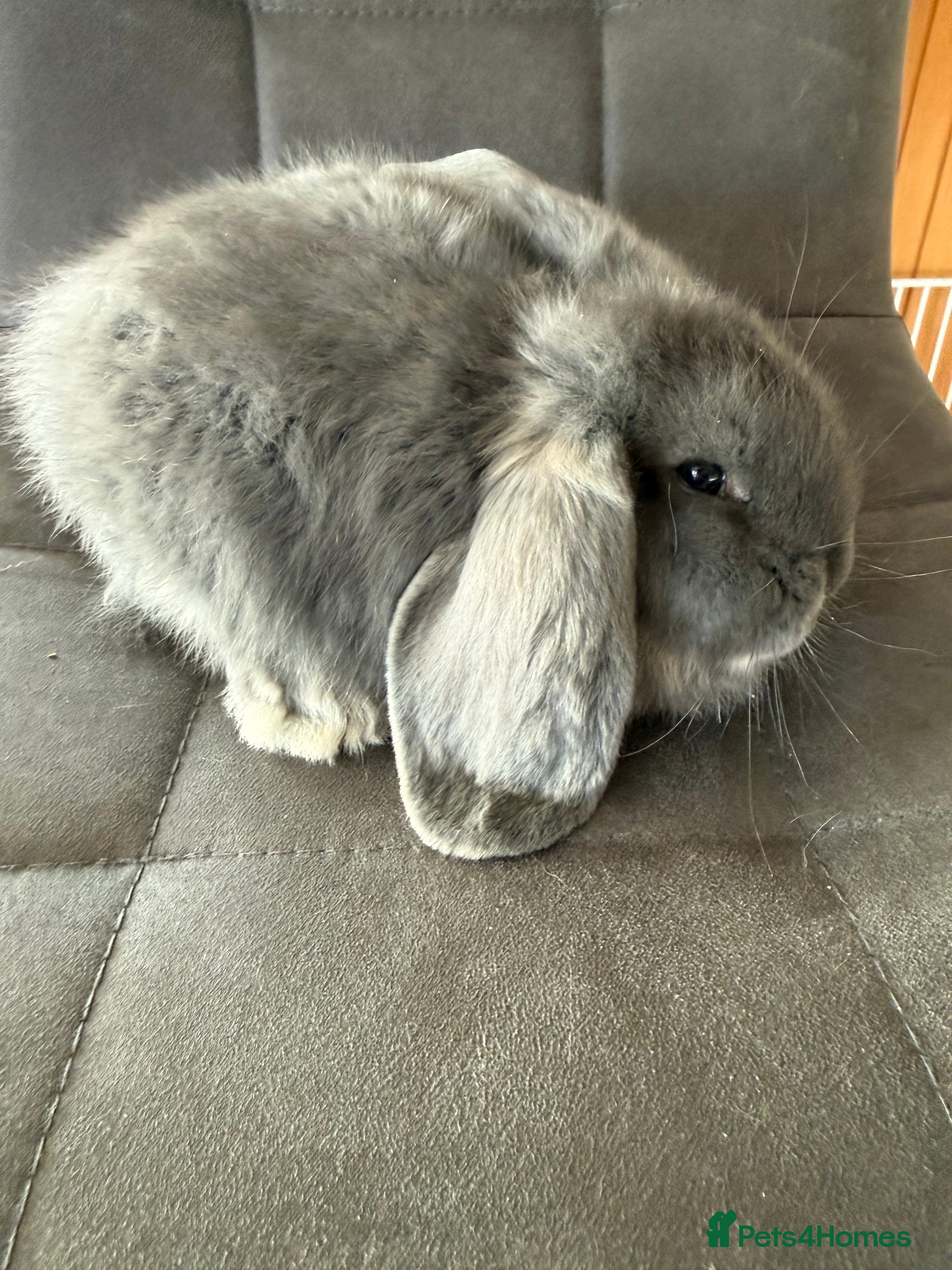 French Lop rabbits 1 Stunning French lop buck.   - Advert 11