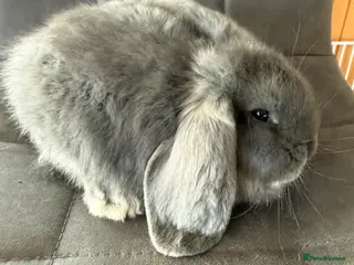 French Lop rabbits 1 Stunning French lop buck. - Advert 11