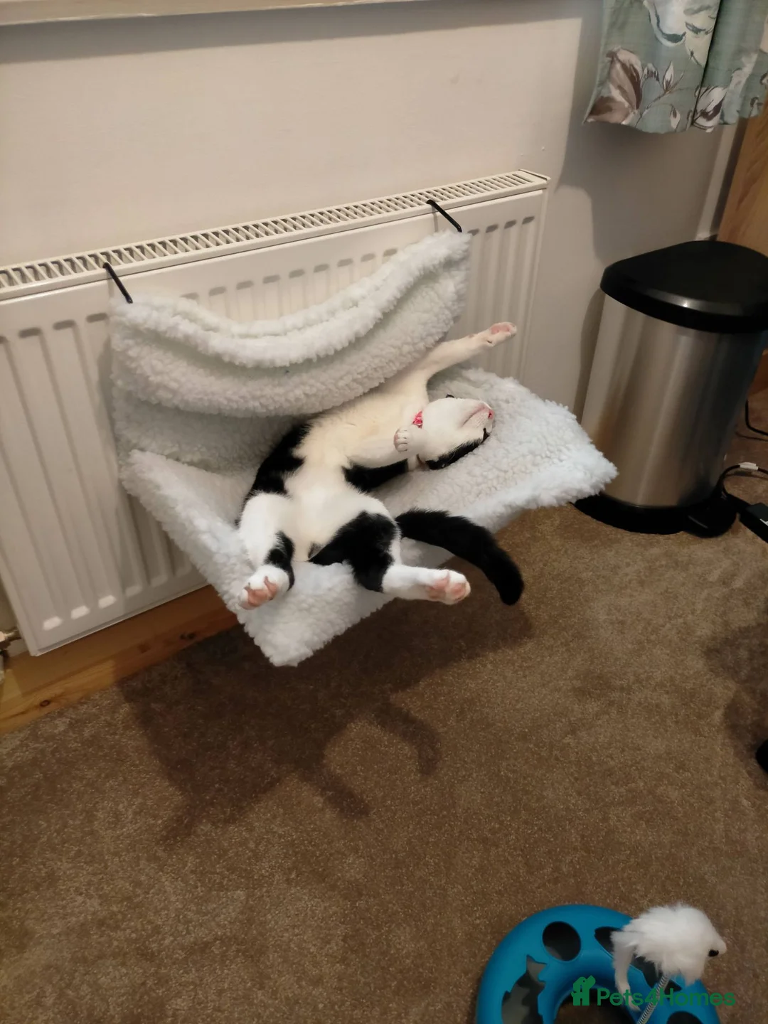 Mixed Breed cats for sale: Connie - Black and White Cat - Advert 2