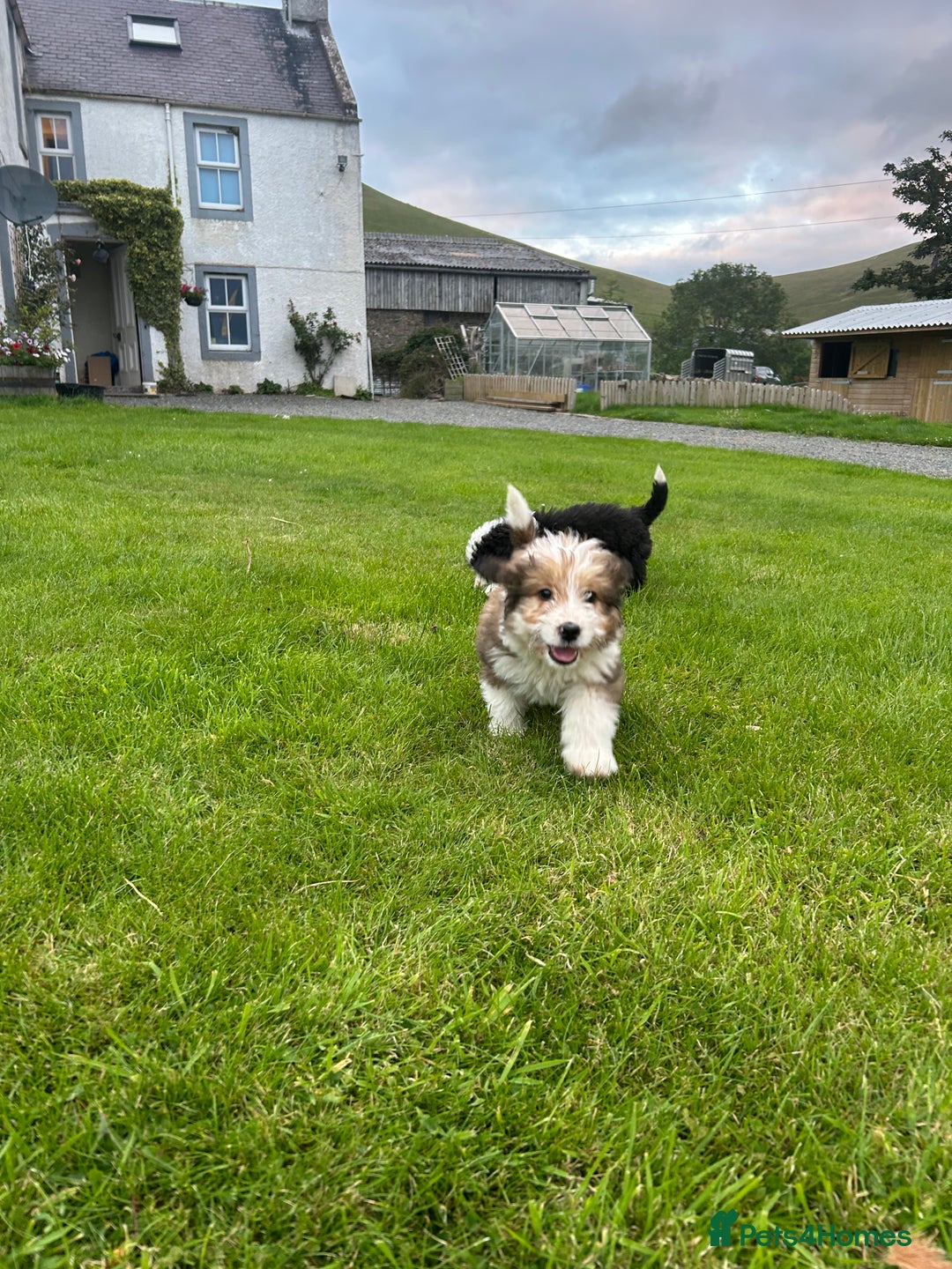 Bernedoodle dogs for sale: Gorgeous Bernedoodle puppies  - Image 7